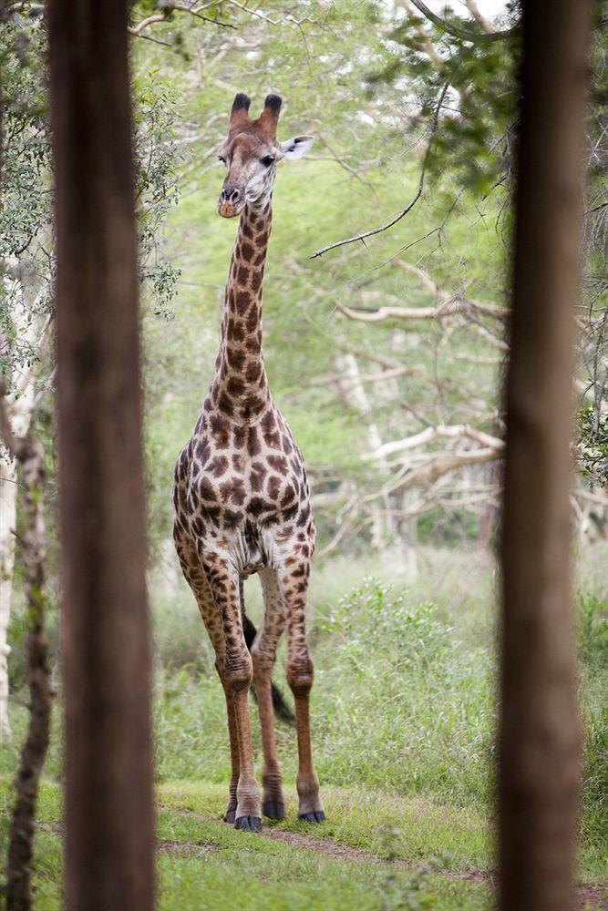 Zululand Safari Lodge Hluhluwe Luaran gambar